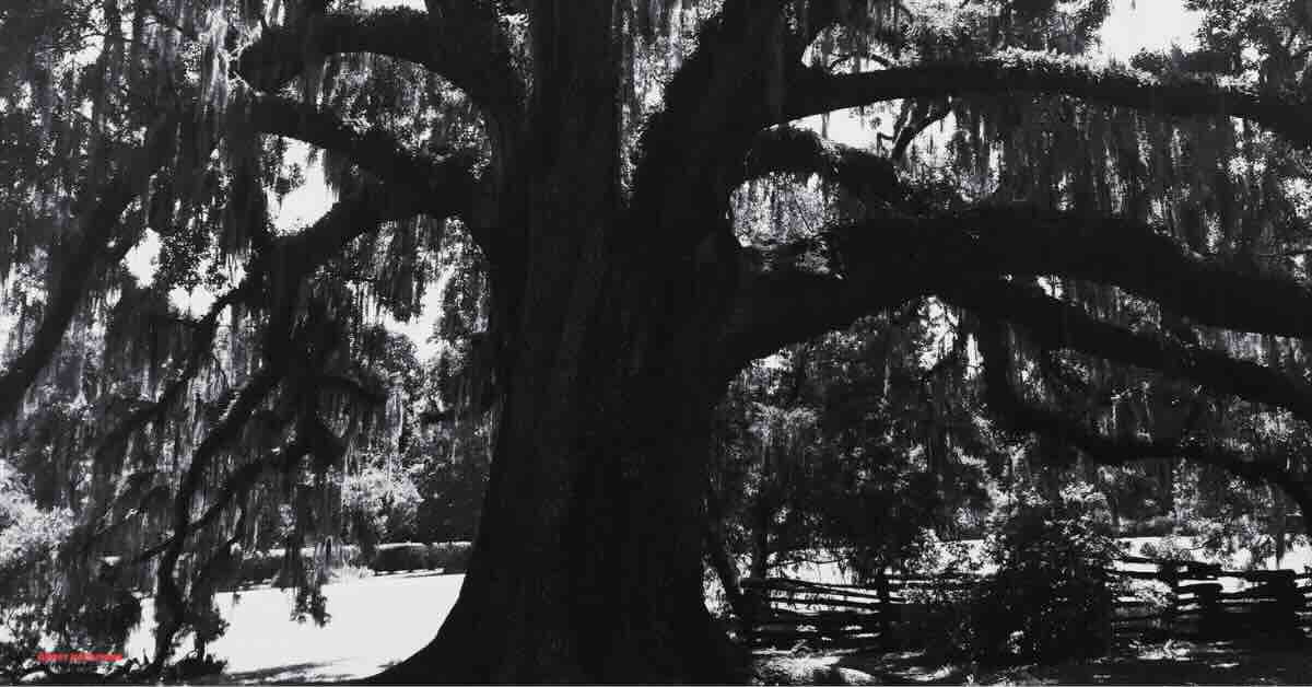 A tree draped in moss on a self guided ghost tour Savannah.