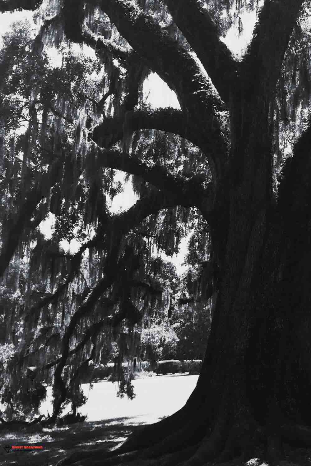 Moss-covered tree in Savannah on a self guided ghost tour Savannah.